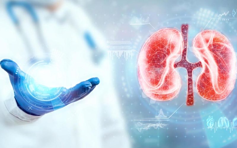 The doctor looks at the kidney hologram, checks the test result on the virtual interface and analyzes the data. Kidney disease, stones, innovative technologies, medicine of the future